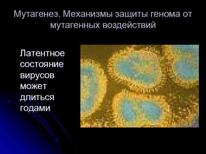 Мутагенез. Механизмы защиты генома от мутагенных воздействий Латентное состояние вирусов может длиться годами 