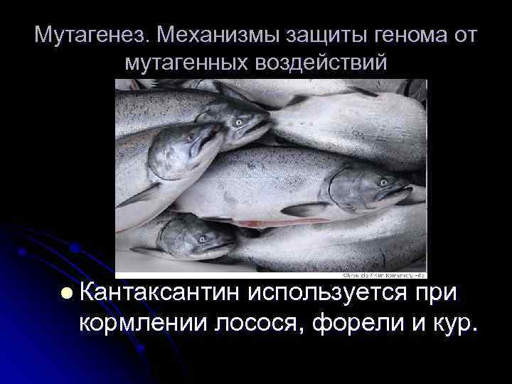Мутагенез. Механизмы защиты генома от мутагенных воздействий l Кантаксантин используется при кормлении лосося, форели