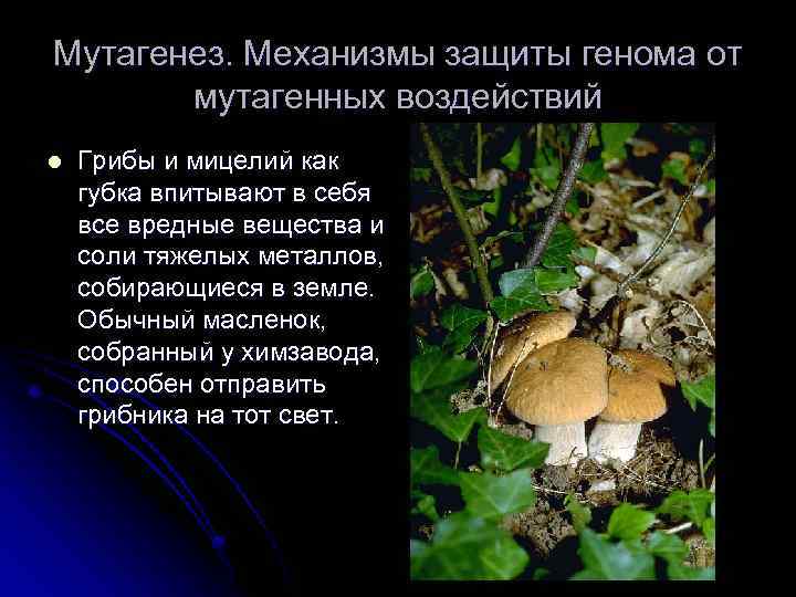 Мутагенез. Механизмы защиты генома от мутагенных воздействий l Грибы и мицелий как губка впитывают