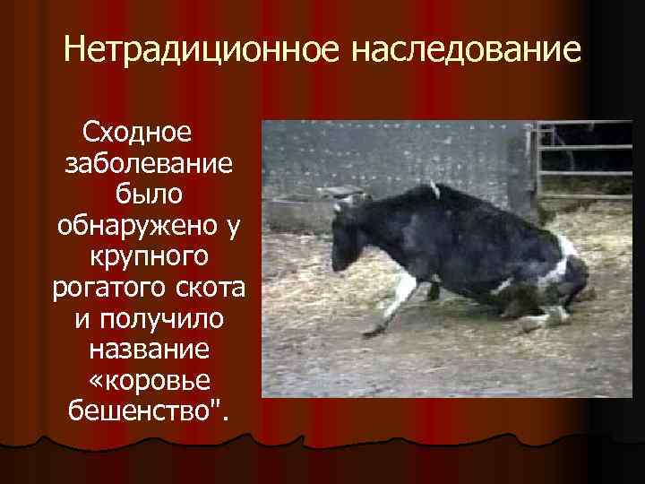 Нетрадиционное наследование Сходное заболевание было обнаружено у крупного рогатого скота и получило название «коровье