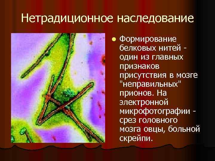 Нетрадиционное наследование l Формирование белковых нитей один из главных признаков присутствия в мозге 
