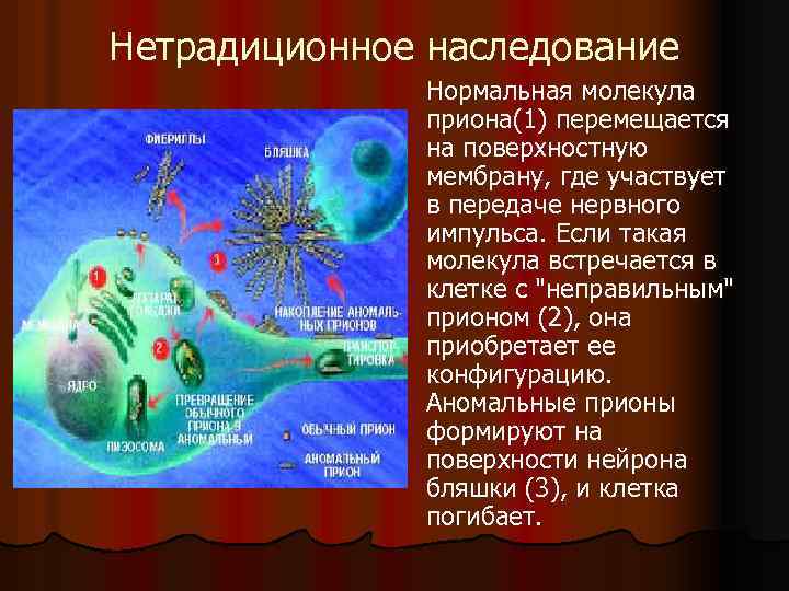 Нетрадиционное наследование Нормальная молекула приона(1) перемещается на поверхностную мембрану, где участвует в передаче нервного