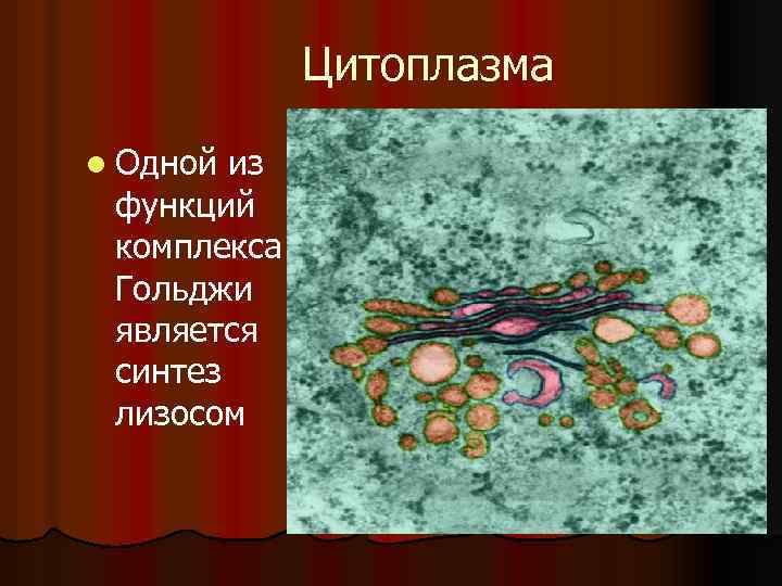 Цитоплазма l Одной из функций комплекса Гольджи является синтез лизосом 
