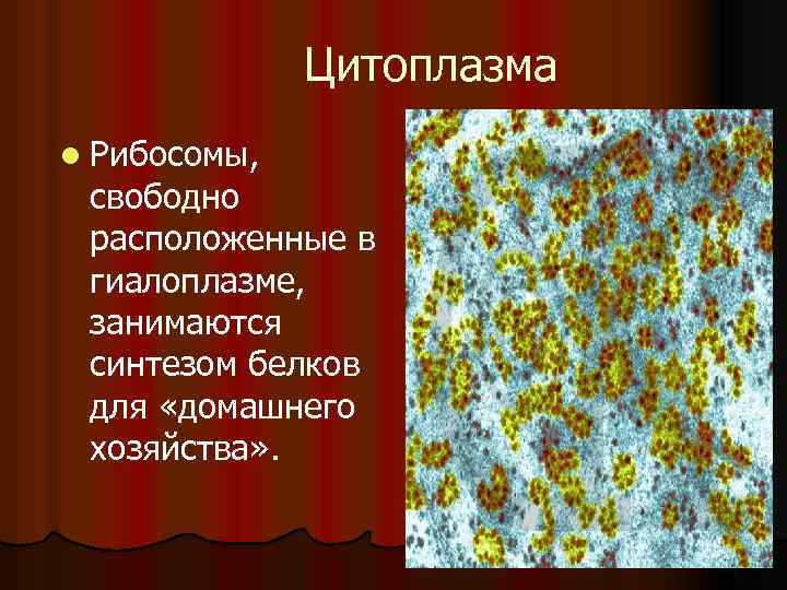 Цитоплазма l Рибосомы, свободно расположенные в гиалоплазме, занимаются синтезом белков для «домашнего хозяйства» .