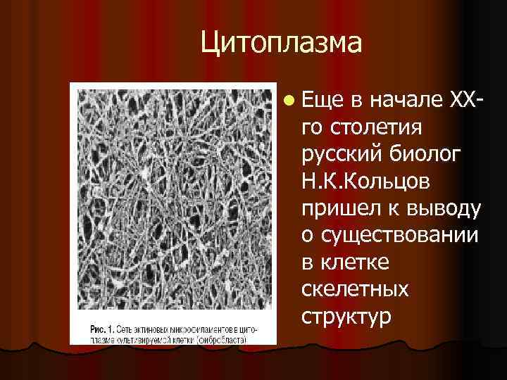 Цитоплазма l Еще в начале ХХго столетия русский биолог Н. К. Кольцов пришел к