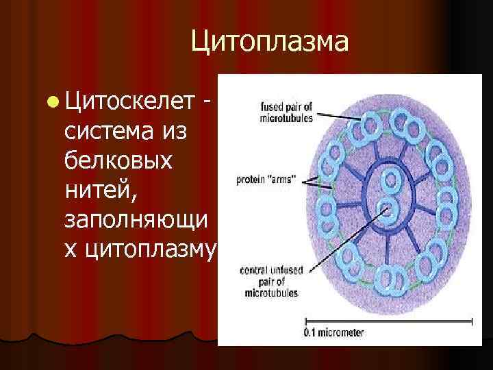 Цитоплазма l Цитоскелет - система из белковых нитей, заполняющи х цитоплазму 