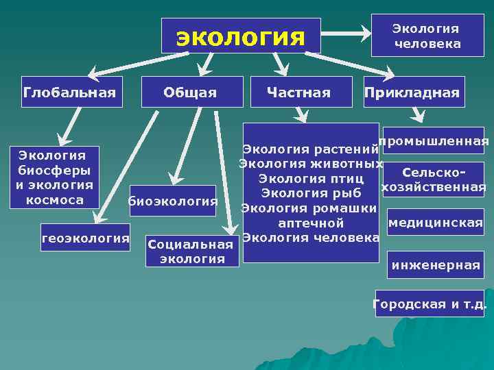 Экология социальных групп. Что изучает общая и частная экология?. Разделы частной экологии. Общая экология. Частная экология изучает.