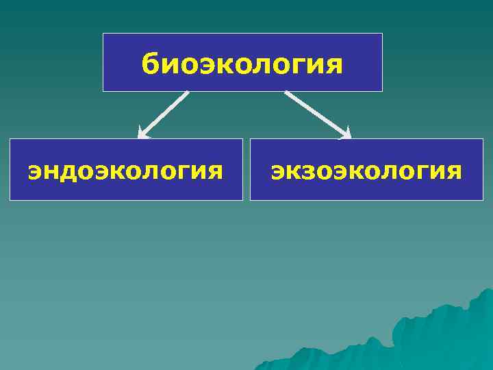 биоэкология эндоэкология экзоэкология 
