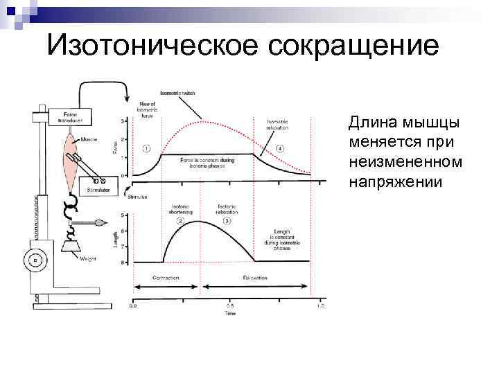 Виды работы режимы работы мышц