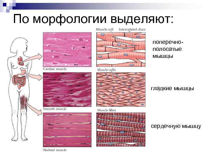 По морфологии выделяют: поперечнополосатые мышцы гладкие мышцы сердечную мышцу 