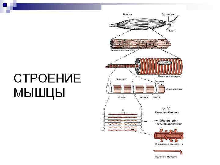 СТРОЕНИЕ МЫШЦЫ 