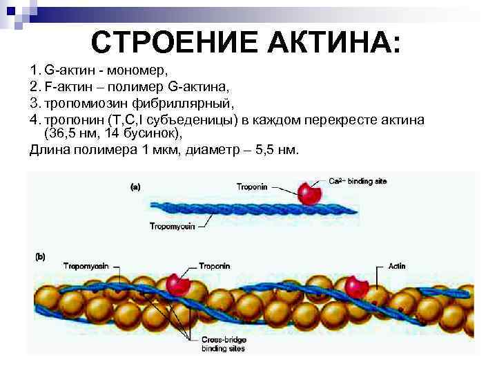 Белки состав мономеры. Актин и миозин структура белка. Строение актина биохимия. Актин структура белка. Строение актина и миозина физиология.
