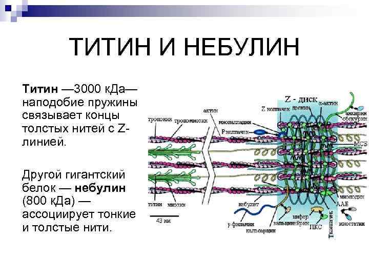 ТИТИН И НЕБУЛИН Титин — 3000 к. Да— наподобие пружины связывает концы толстых нитей