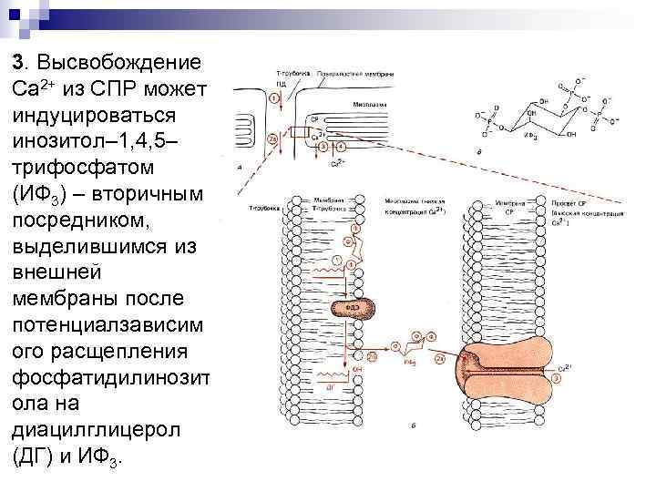 3. Высвобождение Са 2+ из СПР может индуцироваться инозитол– 1, 4, 5– трифосфатом (ИФ