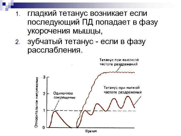 1. 2. гладкий тетанус возникает если последующий ПД попадает в фазу укорочения мышцы, зубчатый