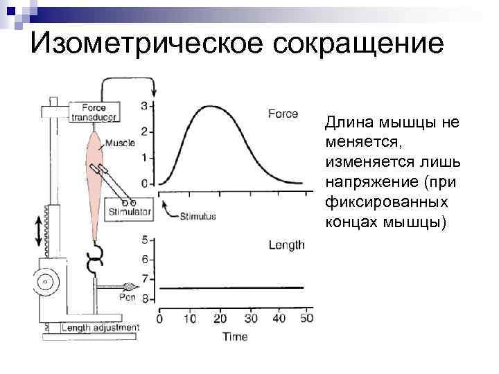 Изометрическое сокращение Длина мышцы не меняется, изменяется лишь напряжение (при фиксированных концах мышцы) 