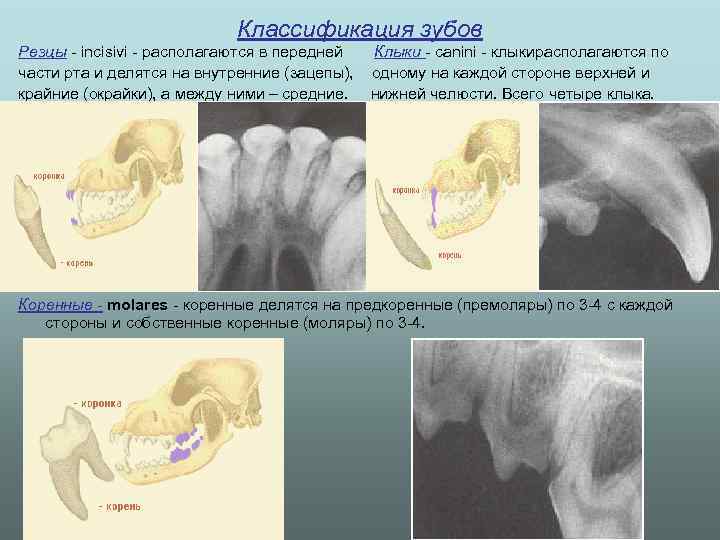 Классификация зубов Резцы - incisivi - располагаются в передней Клыки - canini - клыкирасполагаются