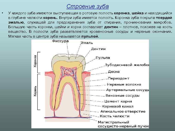 Зубная полость. Строение зуба полость зуба. Строение зуба ЕГЭ.