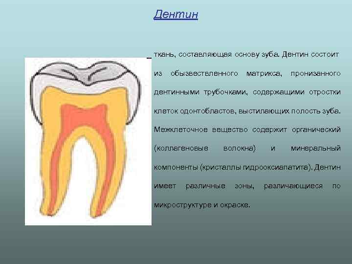 Дентин зуба