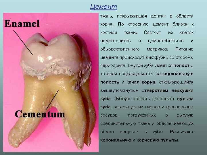 Цемент • ткань, покрывающая дентин в области корня. По строению цемент близок к костной