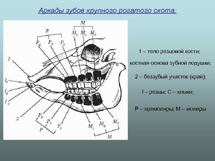 Аркады зубов крупного рогатого скота: 1 – тело резцовой кости; костная основа зубной подушки;