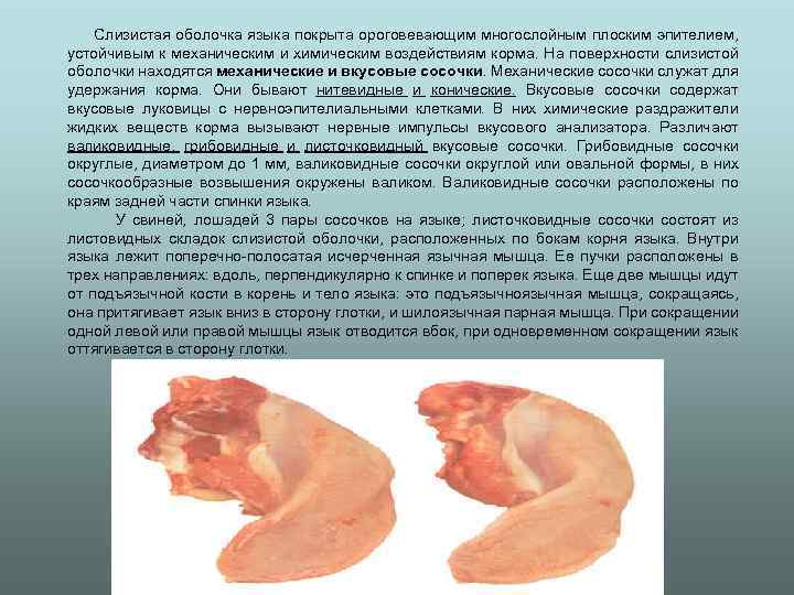  Слизистая оболочка языка покрыта ороговевающим многослойным плоским эпителием, устойчивым к механическим и химическим