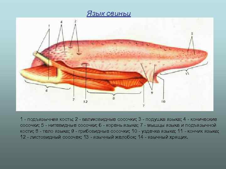 Язык поросенка