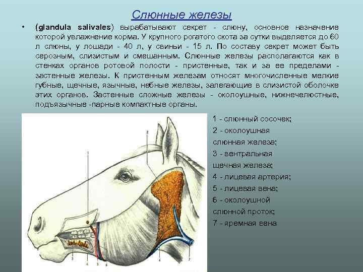 Слюнные железы • (glandula salivales) вырабатывают секрет - слюну, основное назначение которой увлажнение корма.