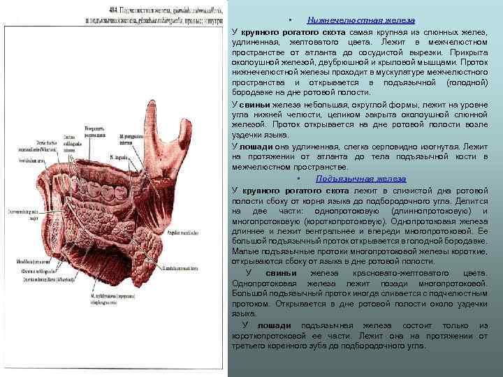  • • Нижнечелюстная железа У крупного рогатого скота самая крупная из слюнных желез,