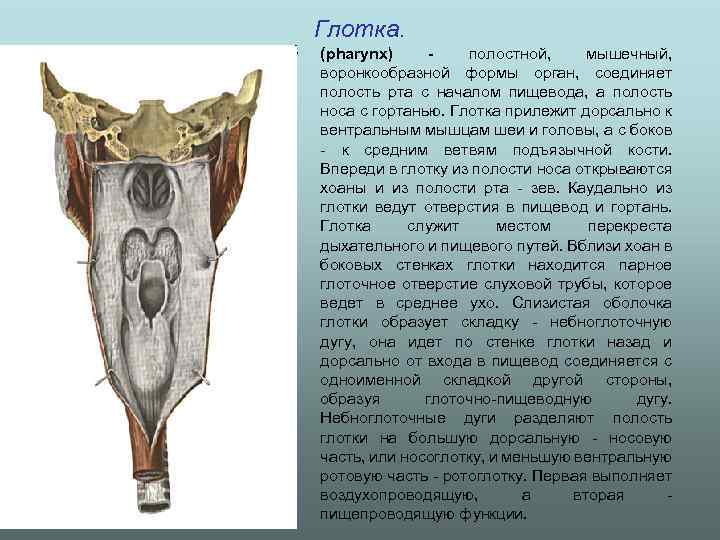 Глотка. • (phаrуnx) - полостной, мышечный, воронкообразной формы орган, соединяет полость рта с началом