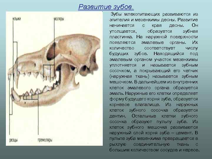 Какую особенность имеют резцы у грызунов. Зубная система низших млекопитающих. Зубы млекопитающих. Строение зубов млекопитающих. Зубная система млекопитающих.