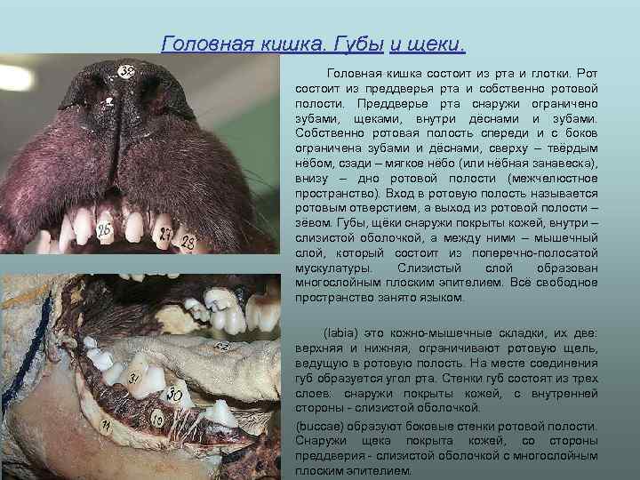 Головная кишка. Губы и щеки. Головная кишка состоит из рта и глотки. Рот состоит