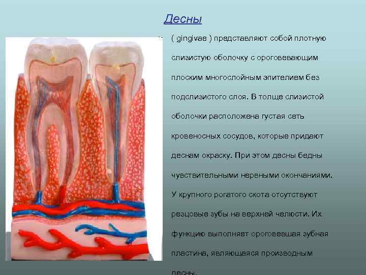 Десны • ( gingivae ) представляют собой плотную слизистую оболочку с ороговевающим плоским многослойным