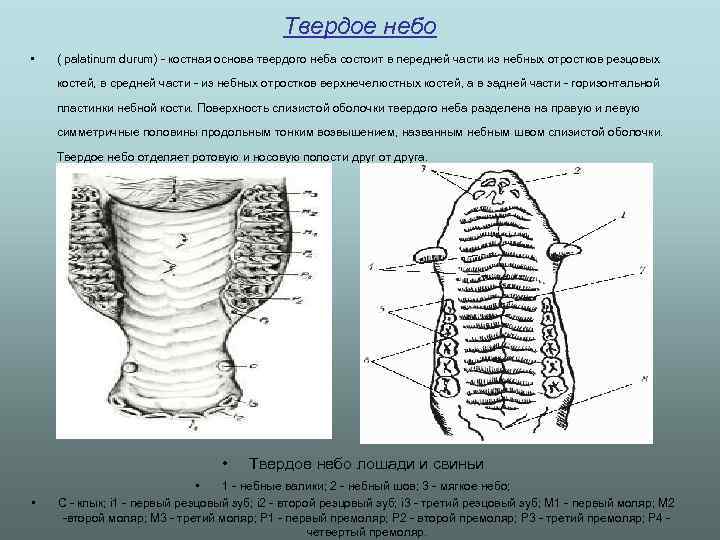 Твердое небо • ( palatinum durum) - костная основа твердого неба состоит в передней