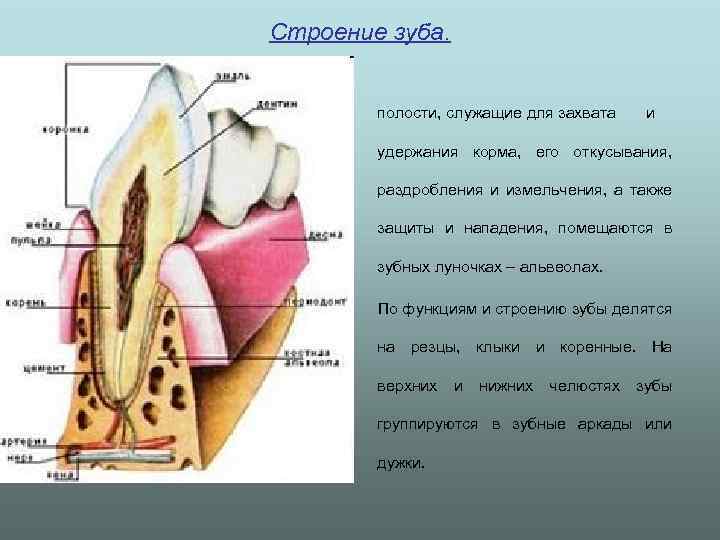 Строение зуба. - Зубы полости, служащие для захвата и удержания корма, его откусывания, раздробления