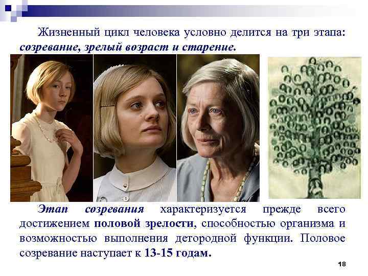 Жизненный цикл человека условно делится на три этапа: созревание, зрелый возраст и старение. Этап