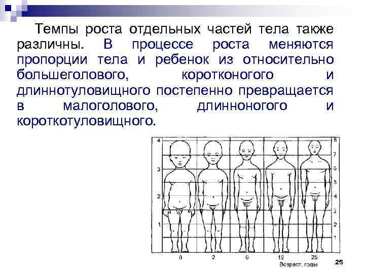 Темпы роста отдельных частей тела также различны. В процессе роста меняются пропорции тела и
