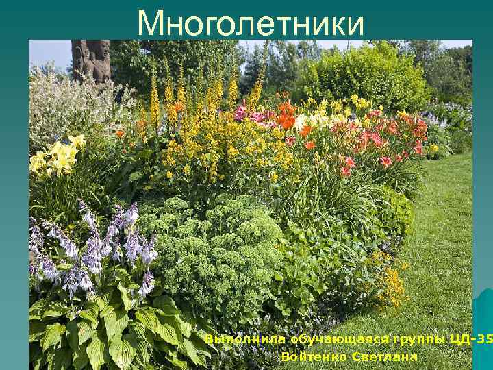 Многолетники Выполнила обучающаяся группы ЦД-35 Войтенко Светлана 