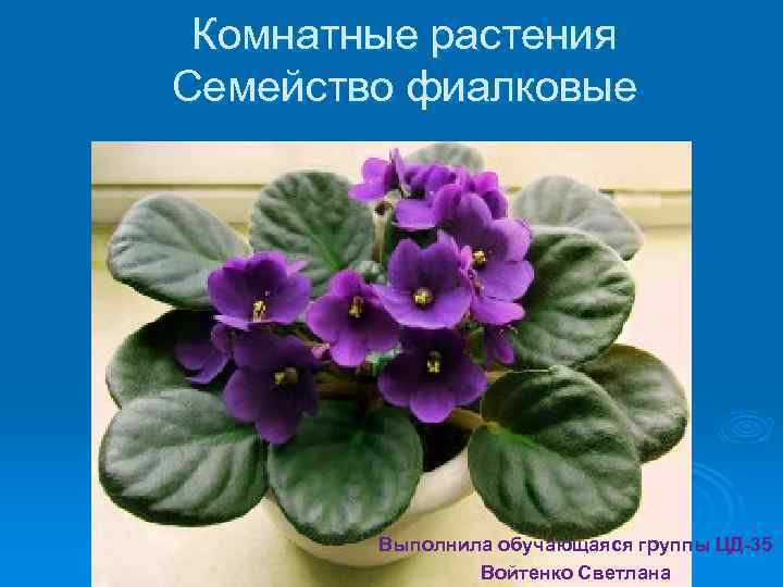 Комнатные растения Семейство фиалковые Выполнила обучающаяся группы ЦД-35 Войтенко Светлана 
