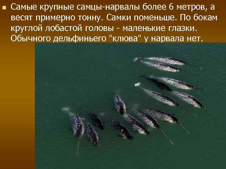 n Самые крупные самцы-нарвалы более 6 метров, а весят примерно тонну. Самки поменьше. По