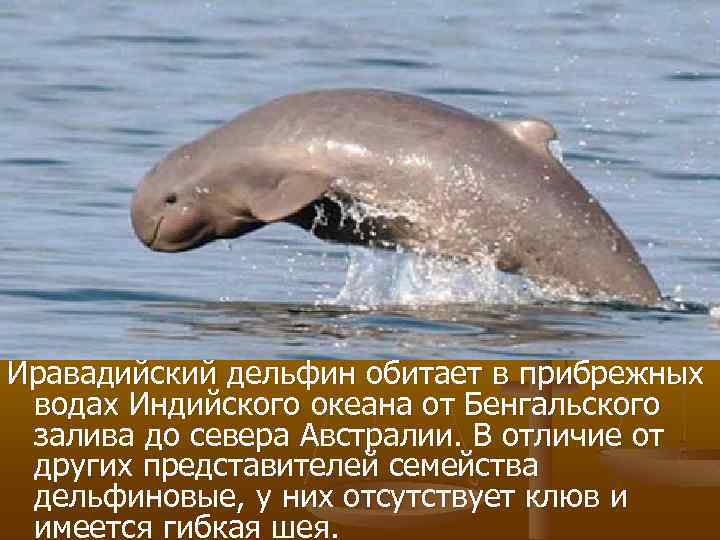 Иравадийский дельфин обитает в прибрежных водах Индийского океана от Бенгальского залива до севера Австралии.