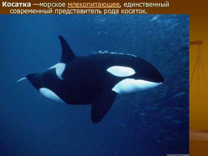 Косатка —морское млекопитающее, единственный современный представитель рода косаток. 