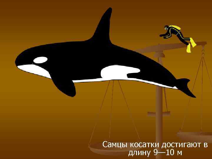 Самцы косатки достигают в длину 9— 10 м 