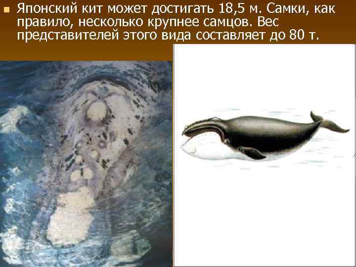 n Японский кит может достигать 18, 5 м. Самки, как правило, несколько крупнее самцов.
