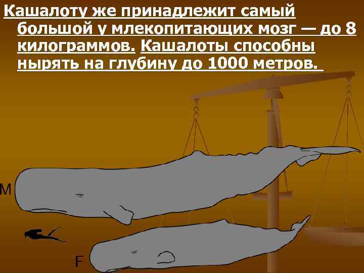 Кашалоту же принадлежит самый большой у млекопитающих мозг — до 8 килограммов. Кашалоты способны