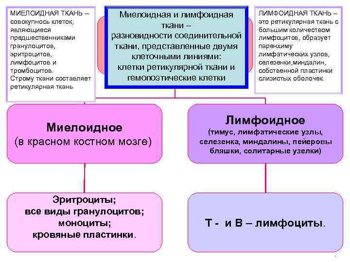 МИЕЛОИДНАЯ ТКАНЬ – совокупнось клеток, являющиеся предшественниками гранулоцитов, эритроцитов, лимфоцитов и тромбоцитов. Строму ткани