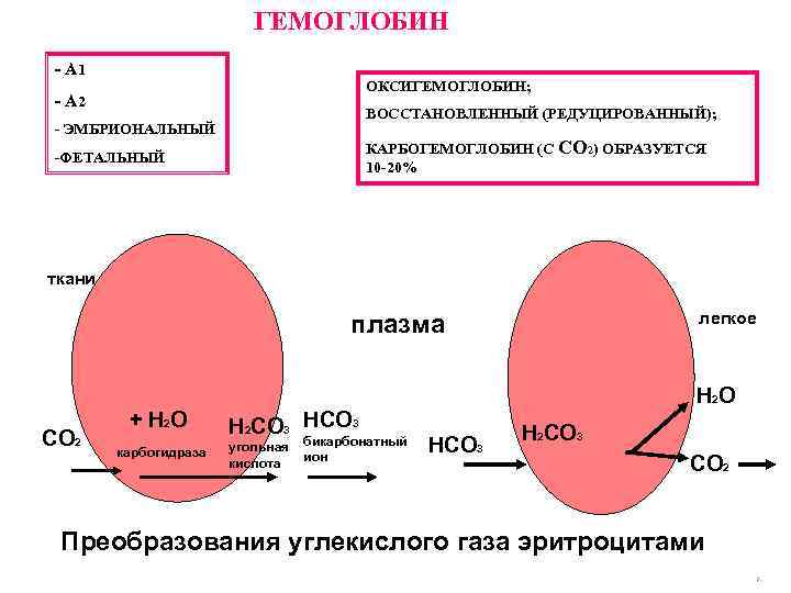 ГЕМОГЛОБИН - А 1 ОКСИГЕМОГЛОБИН; - А 2 ВОССТАНОВЛЕННЫЙ (РЕДУЦИРОВАННЫЙ); - ЭМБРИОНАЛЬНЫЙ КАРБОГЕМОГЛОБИН (С