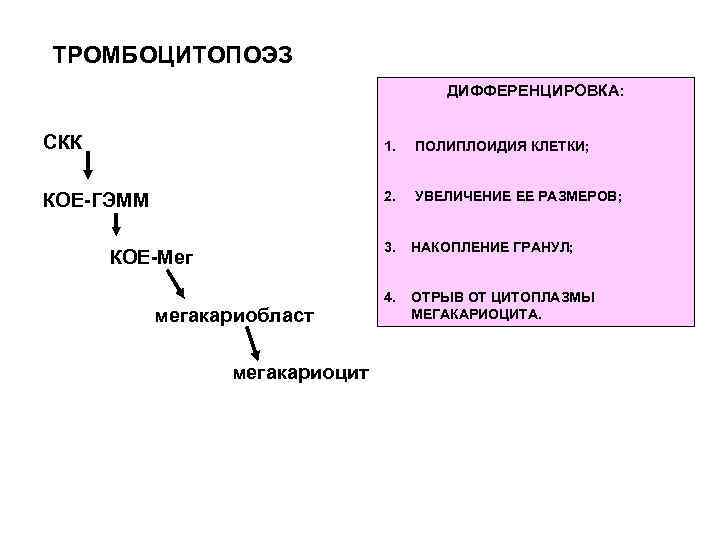 ТРОМБОЦИТОПОЭЗ ДИФФЕРЕНЦИРОВКА: СКК 1. ПОЛИПЛОИДИЯ КЛЕТКИ; КОЕ-ГЭММ 2. УВЕЛИЧЕНИЕ ЕЕ РАЗМЕРОВ; 3. НАКОПЛЕНИЕ ГРАНУЛ;