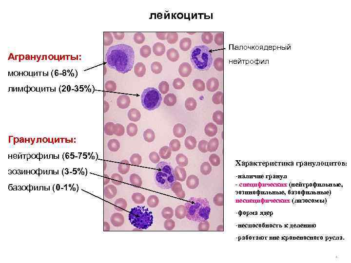 лейкоциты Агранулоциты: Палочкоядерный нейтрофил моноциты (6 -8%) лимфоциты (20 -35%) Гранулоциты: нейтрофилы (65 -75%)