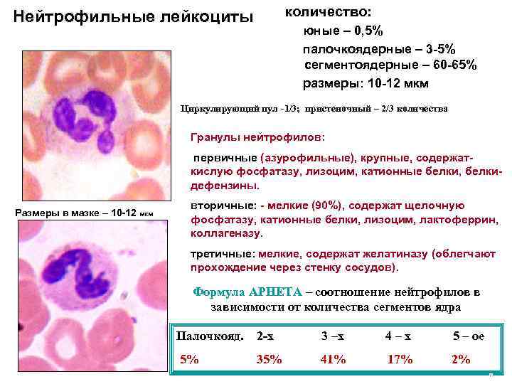 количество: Нейтрофильные лейкоциты юные – 0, 5% палочкоядерные – 3 -5% сегментоядерные – 60